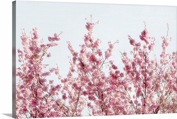 product render of Japan Rising Sun Collection - Pink Sakura Tree