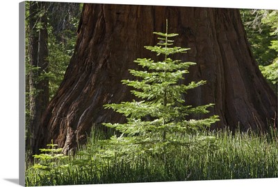 Baby Redwood Tree in front of parent, Redwood Forest, Yosemite, California