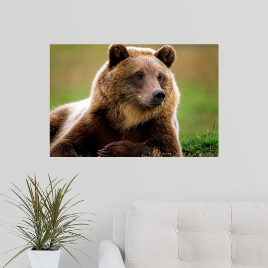 Poster Print Wall Art entitled Brown Bear Laying Down, Southcentral Alaska