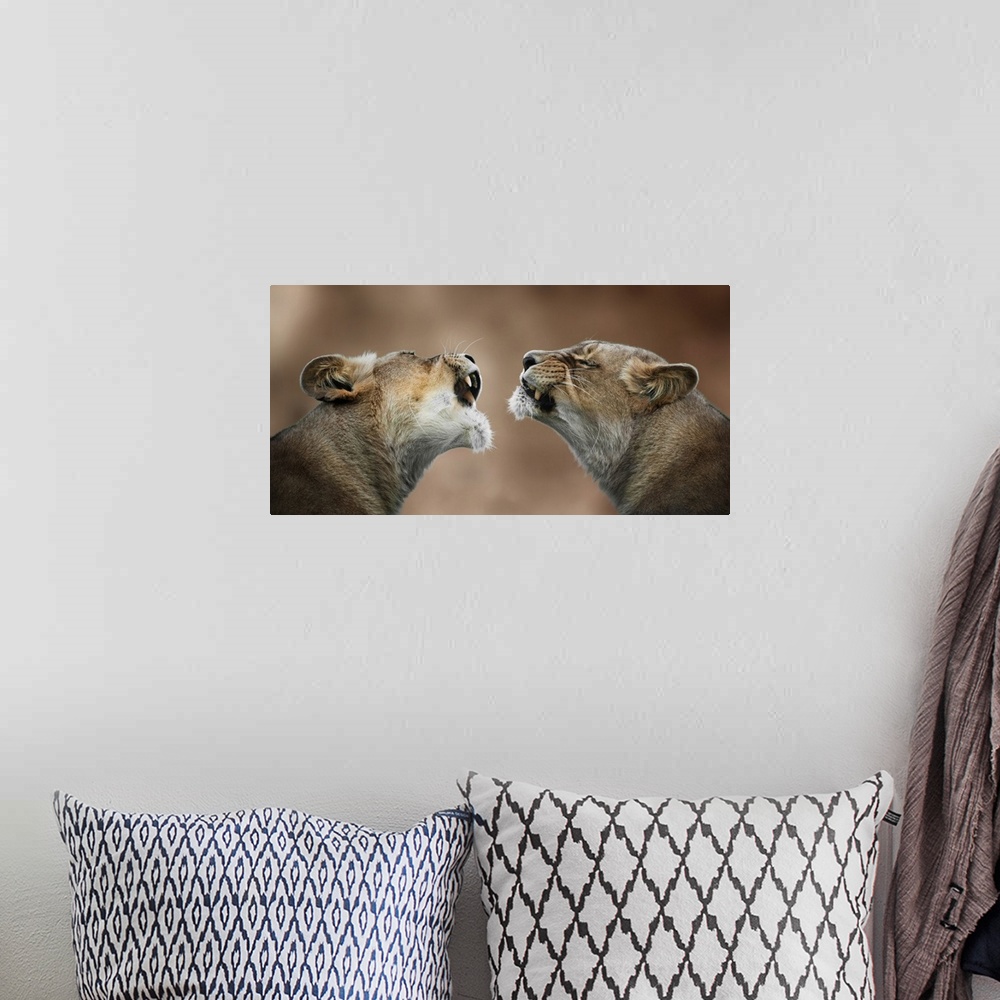 A bohemian room featuring Photograph of two lionesses who look like they are communicating.