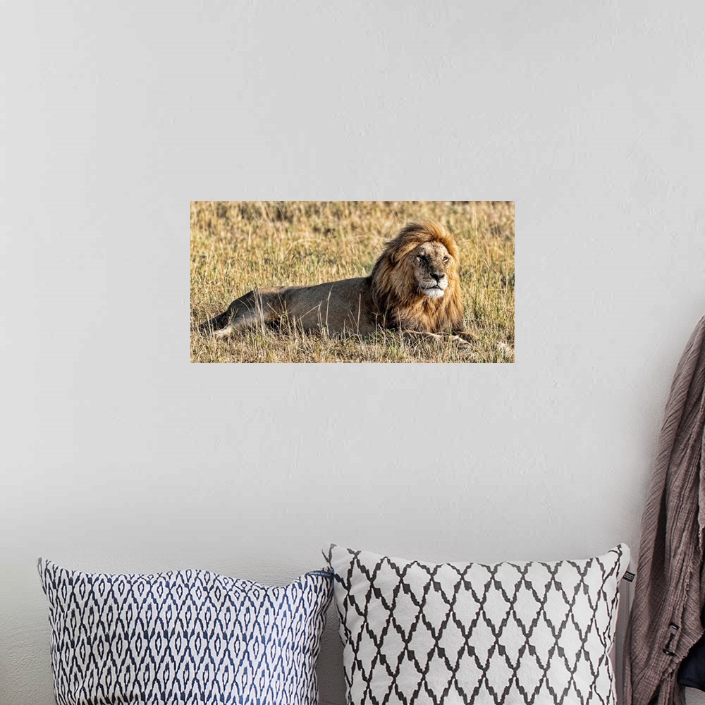 A bohemian room featuring A male lion in Tanzania, Africa