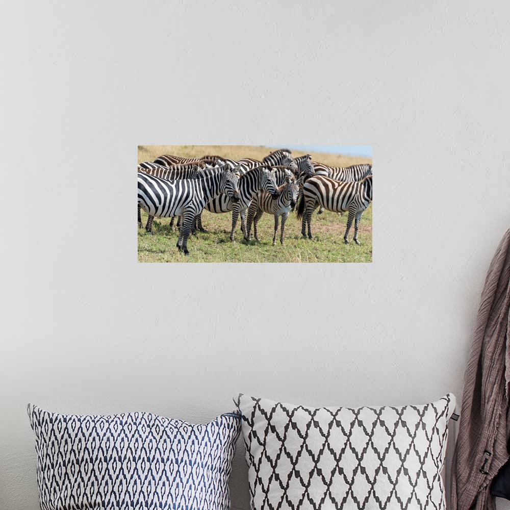 A bohemian room featuring Many zebra grazing on tall grasses in the Maasai Mara National Park, Kenya, Africa.