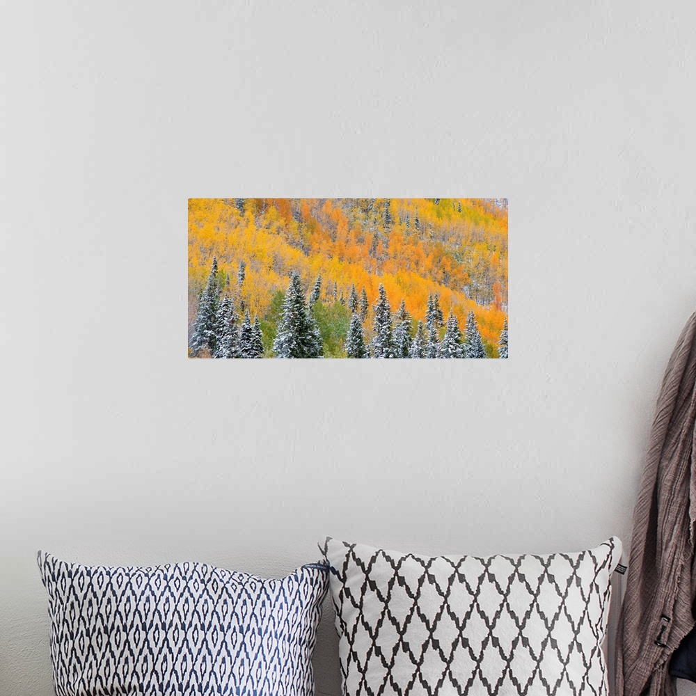 A bohemian room featuring A photograph of a sea of aspen and evergreens trees in fall foliage.