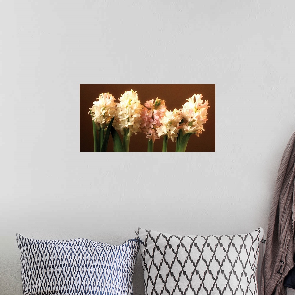 A bohemian room featuring A row of cream and light pink Hyacinthus in bloom against a brown backdrop.