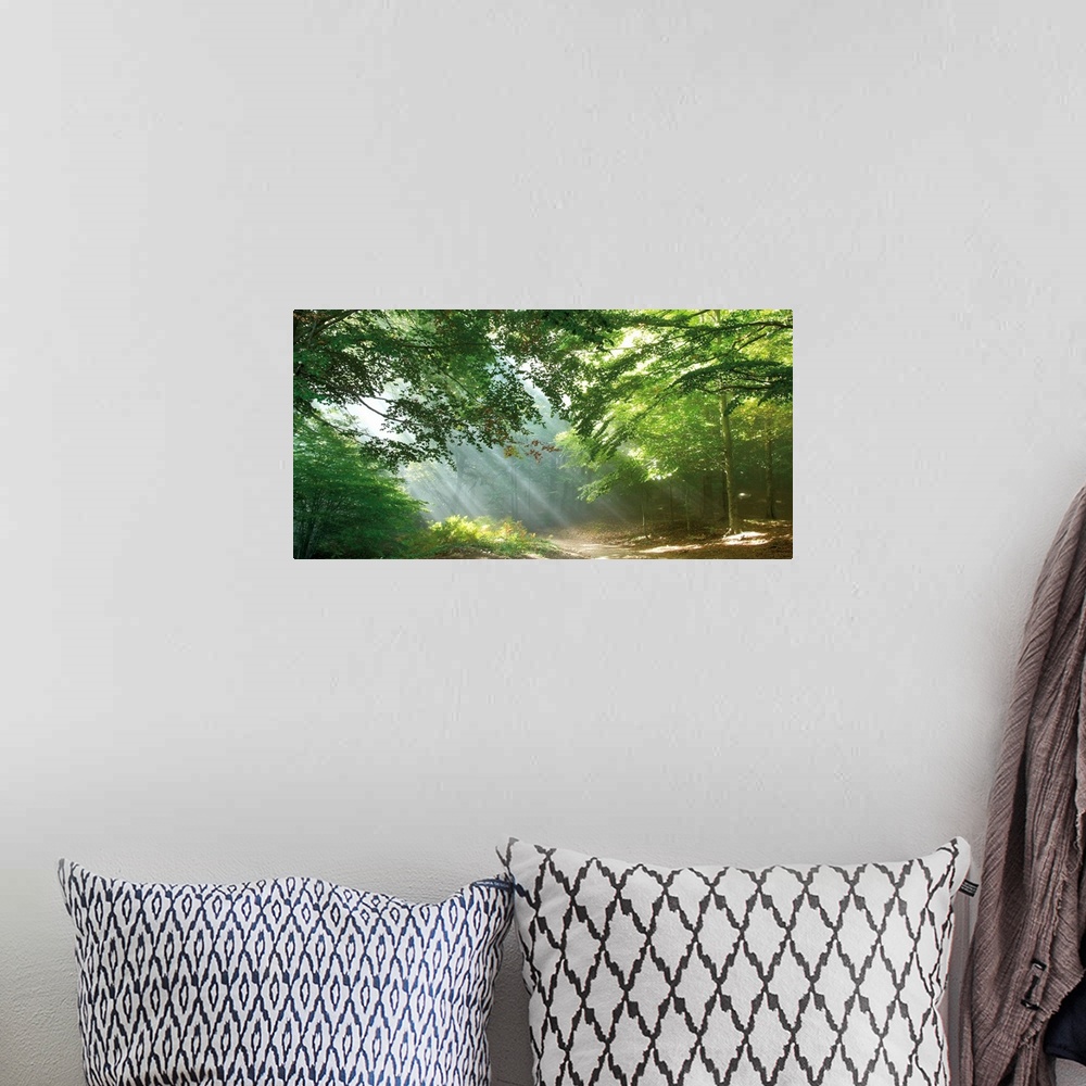A bohemian room featuring A panoramic image of a trail through the forest with sun streaks peeping through the tree limbs.