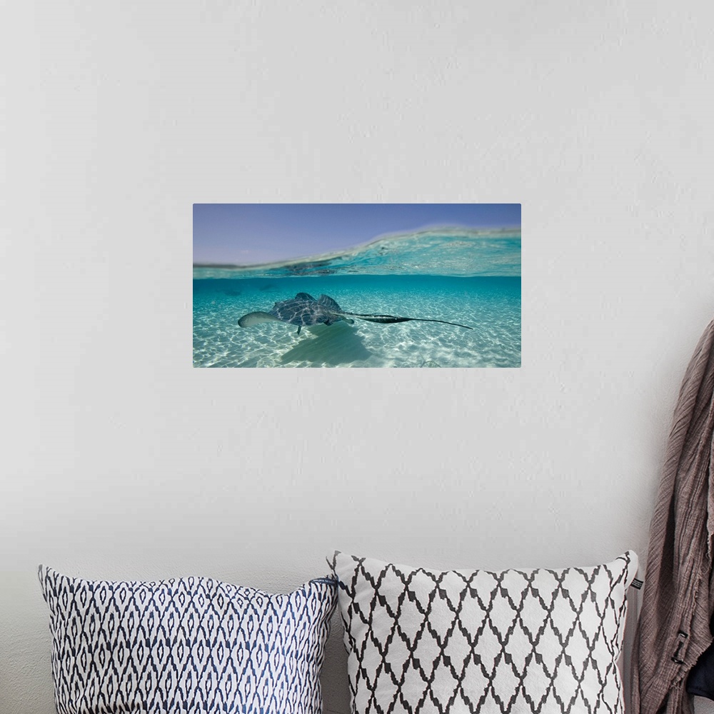 A bohemian room featuring Cayman Islands, Grand Cayman Island, Underwater view of Southern Stingray (Dasyatis americana)  i...