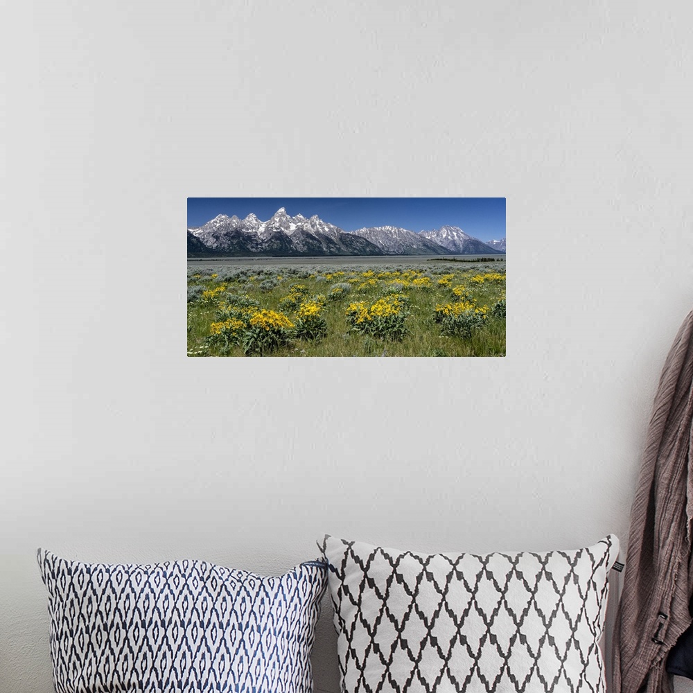A bohemian room featuring USA, Wyoming. Grand Teton Range and Arrowleaf Balsamroot wildflowers, Grand Teton National Park.
