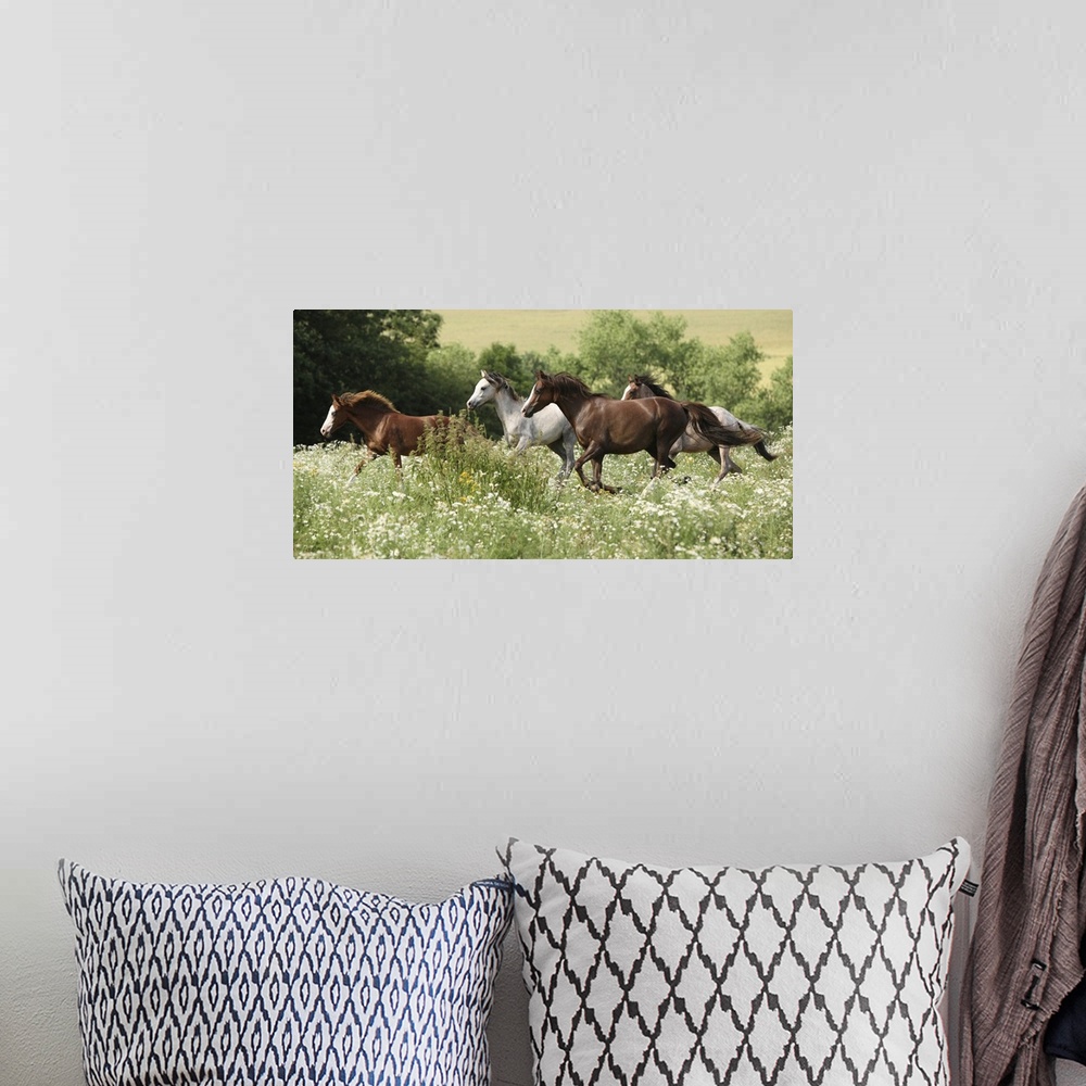 A bohemian room featuring Batch of horses running in a flowered scene during spring.