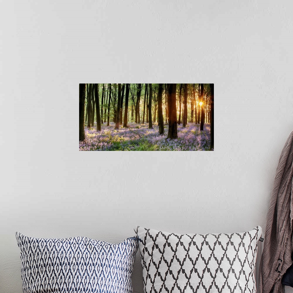 A bohemian room featuring Bluebell woods in early morning sunrise.