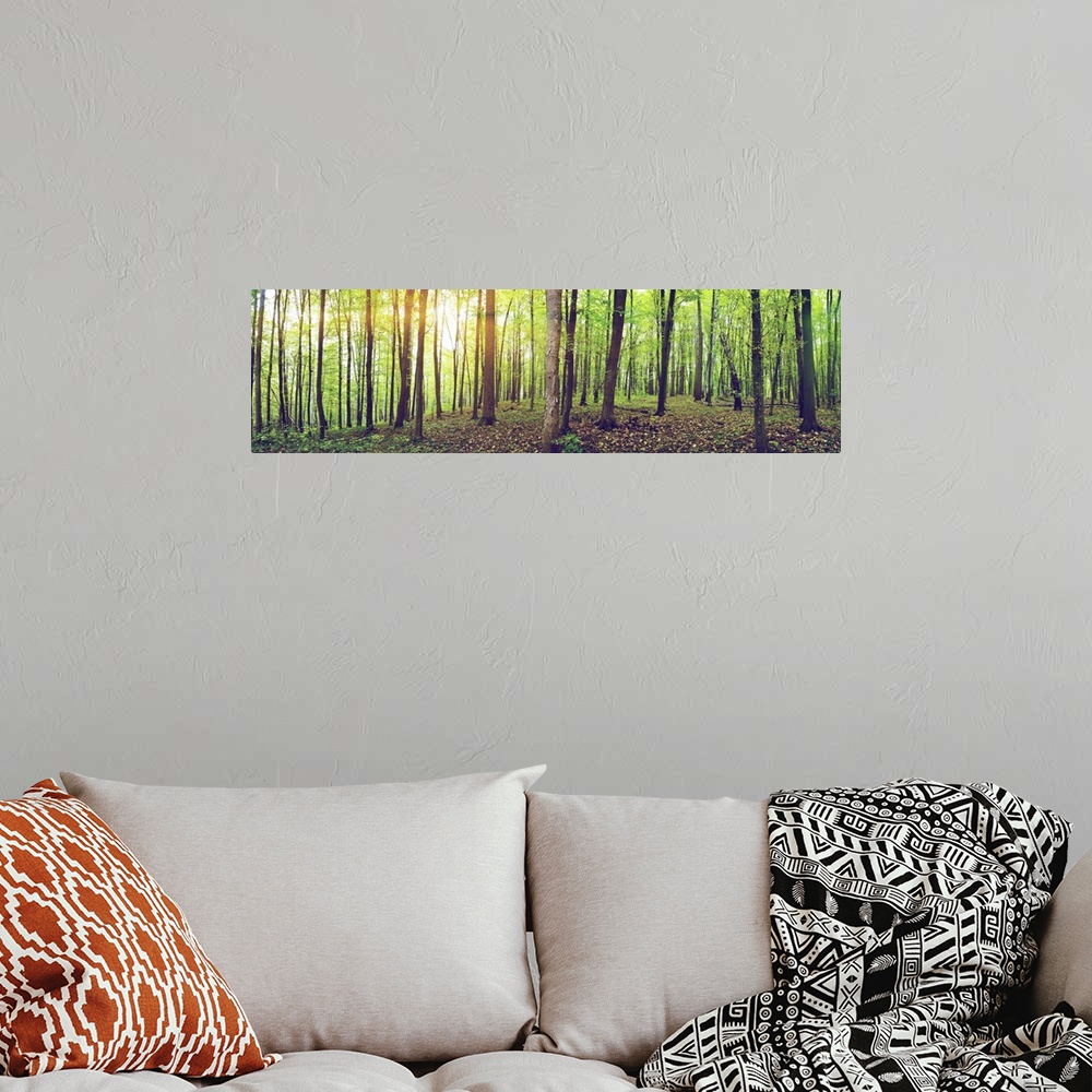 A bohemian room featuring Panorama of a green summer forest.