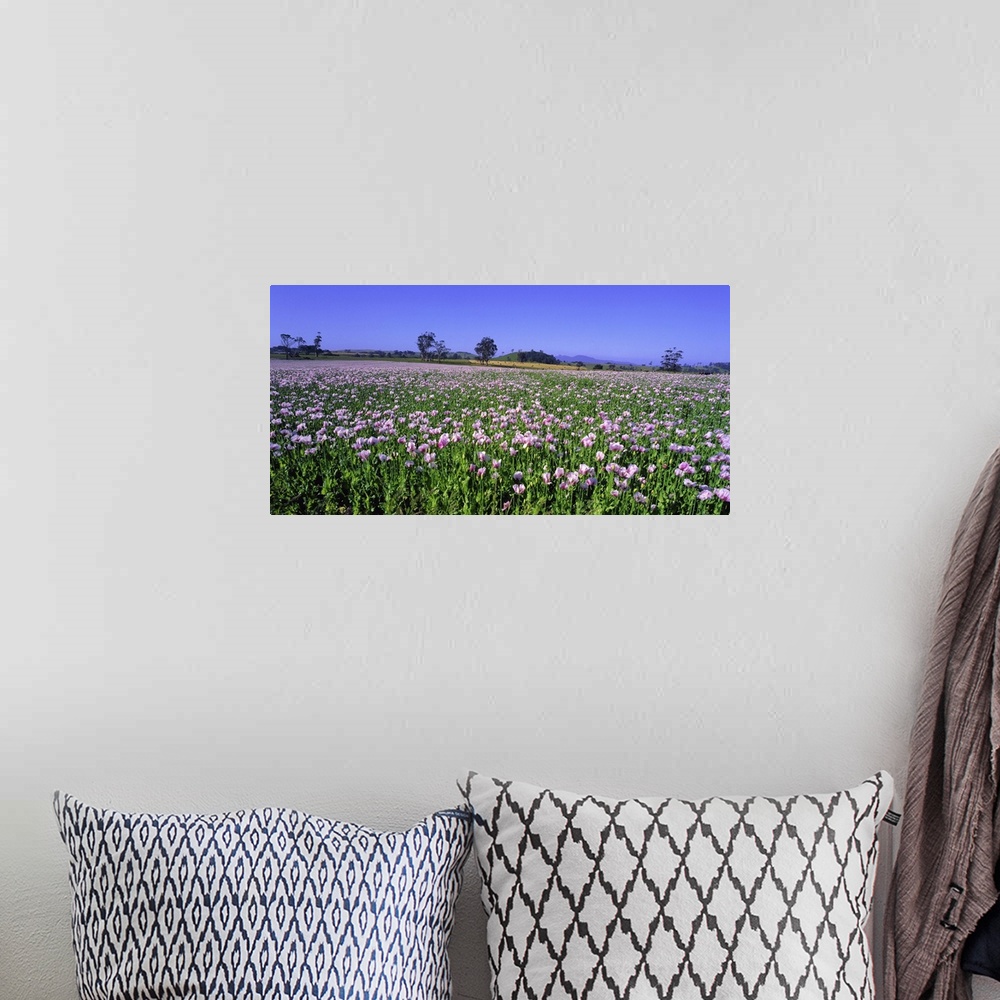 A bohemian room featuring Australia, Tasmania, Poppies field