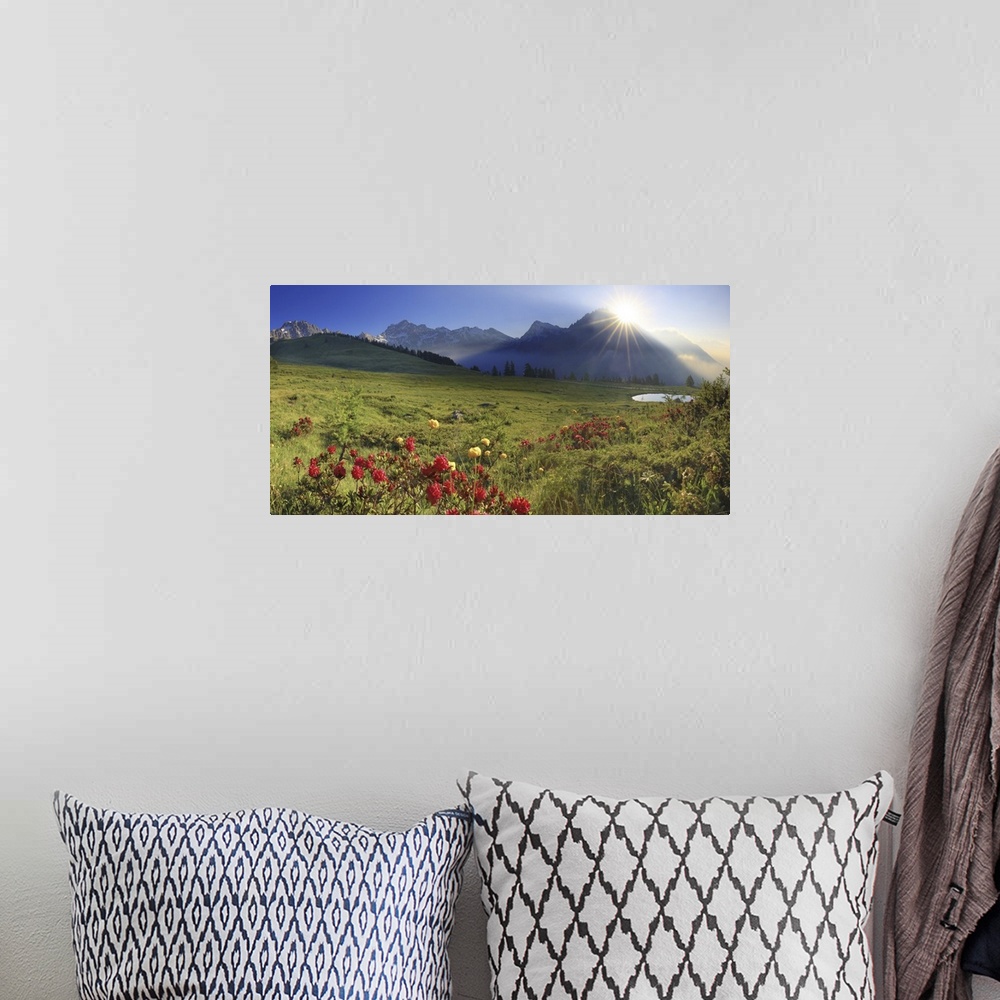 A bohemian room featuring Italy, Aosta Valley, Alps, Valle del Gran San Bernardo, Valpelline, Summer morning, blooming rhod...