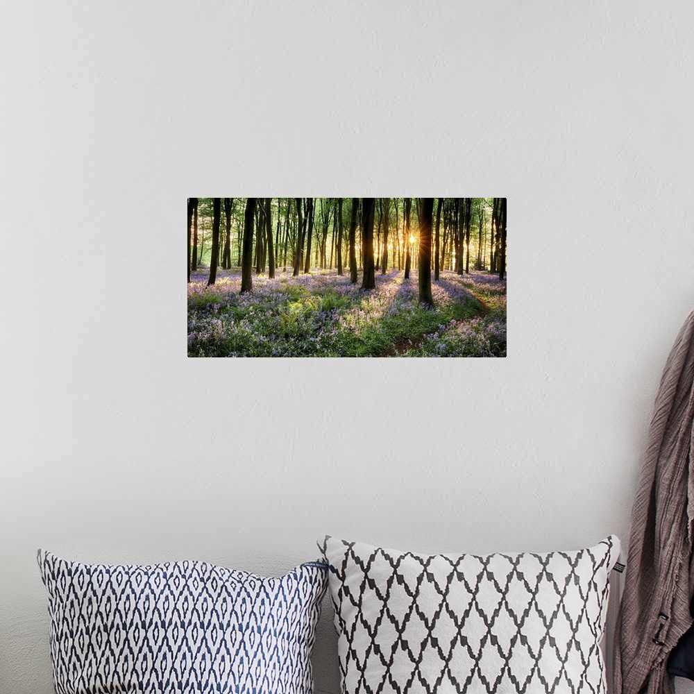 A bohemian room featuring Path through bluebell woods in early morning sunrise.