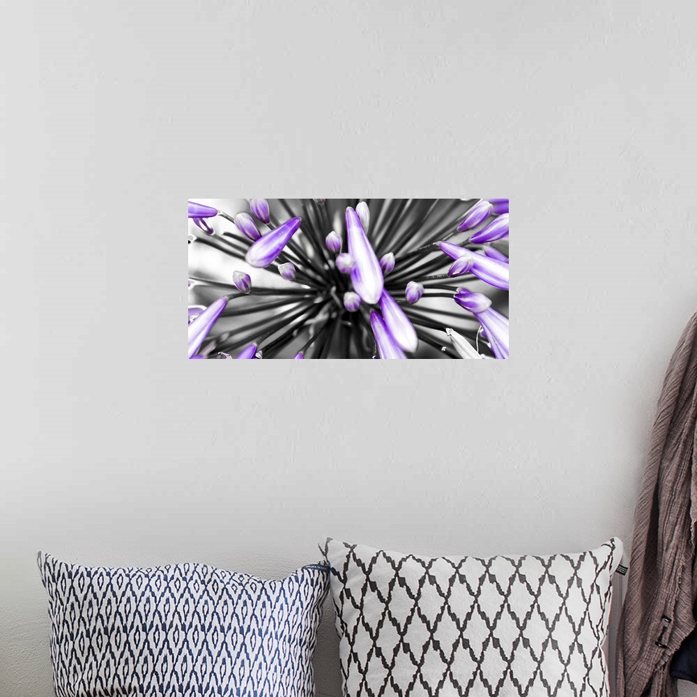 A bohemian room featuring Horizontal image of a closeup of purple flower.