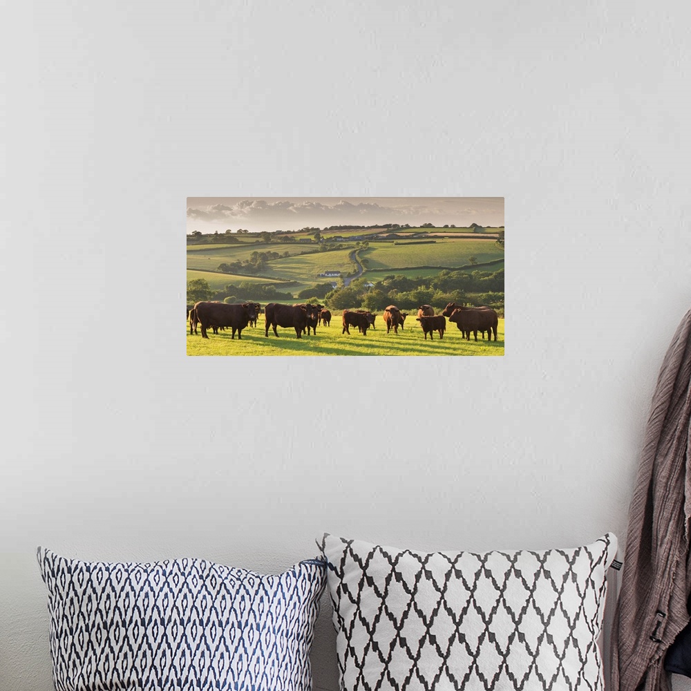 A bohemian room featuring North Devon Red Ruby cattle herd grazing in the rolling countryside, Black Dog, Devon, England. S...
