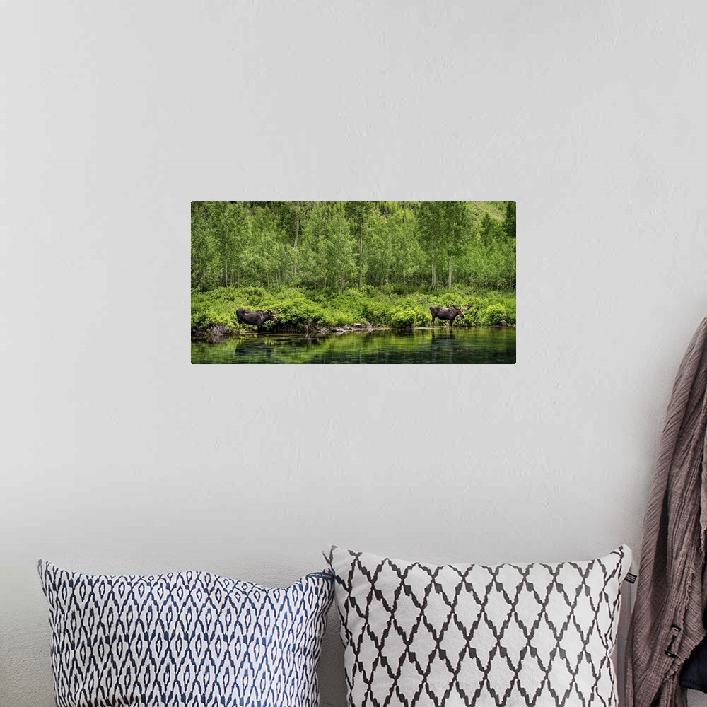 A bohemian room featuring Panorama of Two Bull Moose; Maroon Bells Wilderness, Maroon Bells, CO