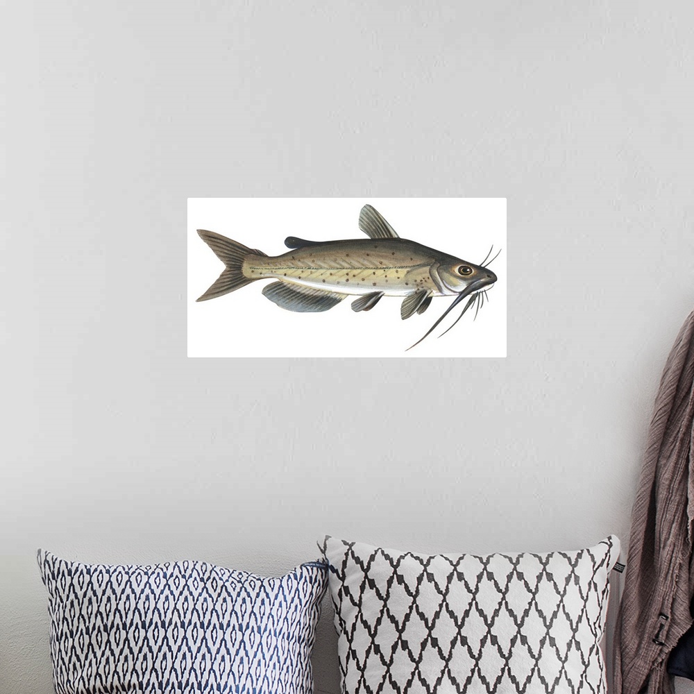 A bohemian room featuring Channel Catfish (Ictalurus Punctatus)