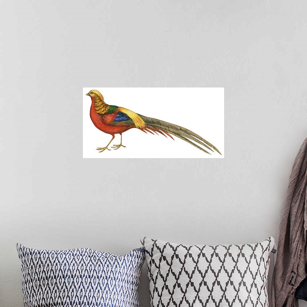 A bohemian room featuring Educational illustration of the golden pheasant.
