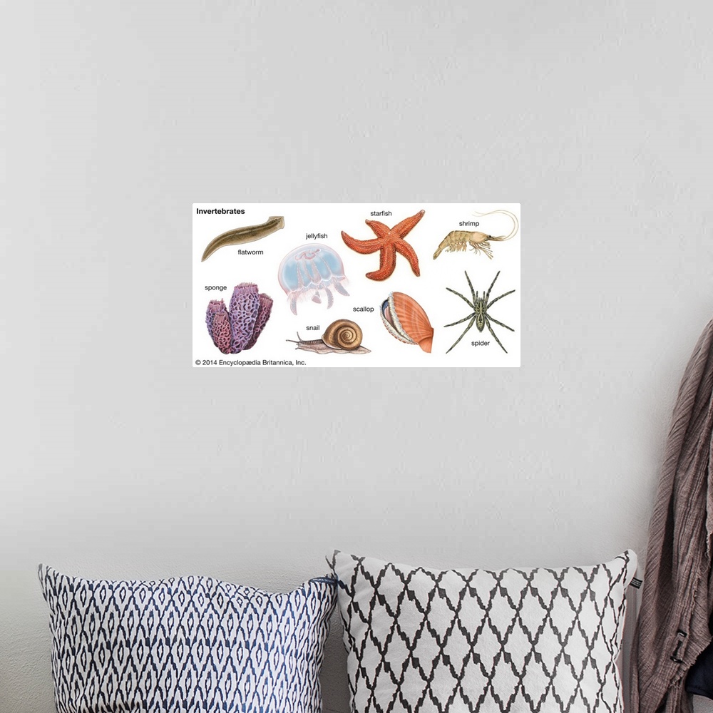 A bohemian room featuring An educational poster from Encyclopaedia Britannica showing the different types of invertebrates,...