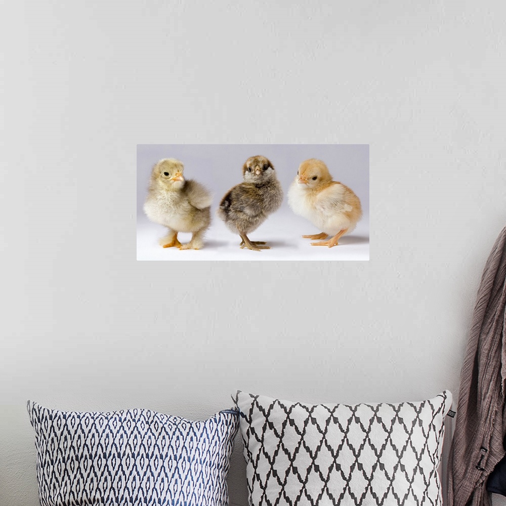 A bohemian room featuring Genetic variation within chickens. These three dya old chicks represent years of selective breedi...