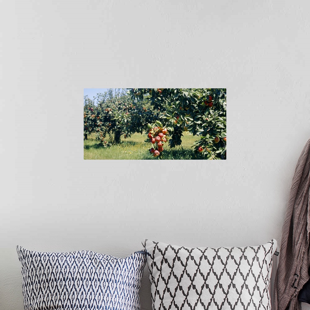 A bohemian room featuring Apple Trees