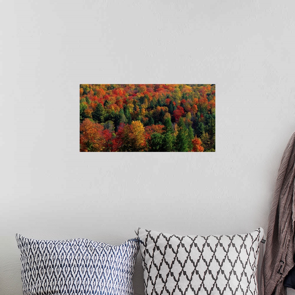 A bohemian room featuring Panoramic photograph taken from an aerial view overlooks a densely filled forest packed with tree...