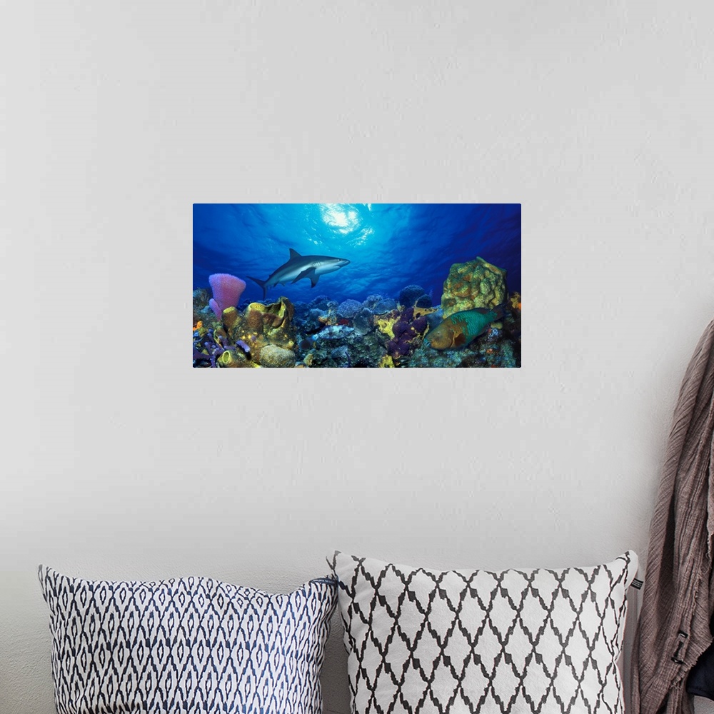 A bohemian room featuring Panoramic photograph of underwater sea life including colorful coral reef and fish.