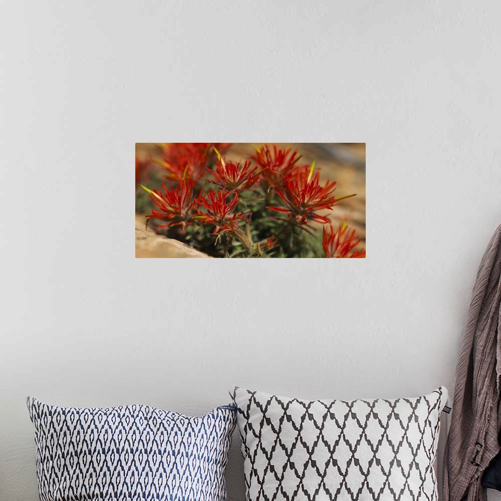 A bohemian room featuring Horizontal print of the close up view of flowers in Utah.