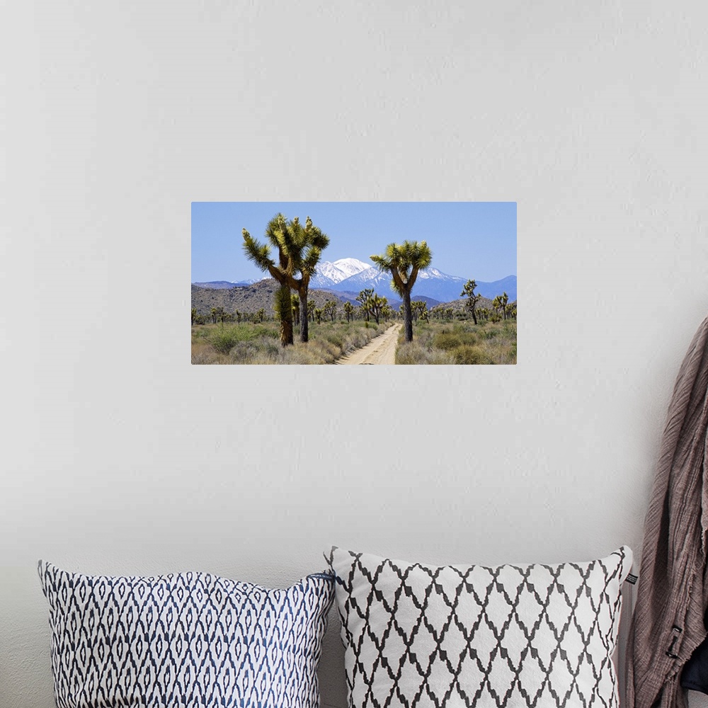 A bohemian room featuring Dirt road passing through a landscape, Queen Valley, Joshua Tree National Monument, California