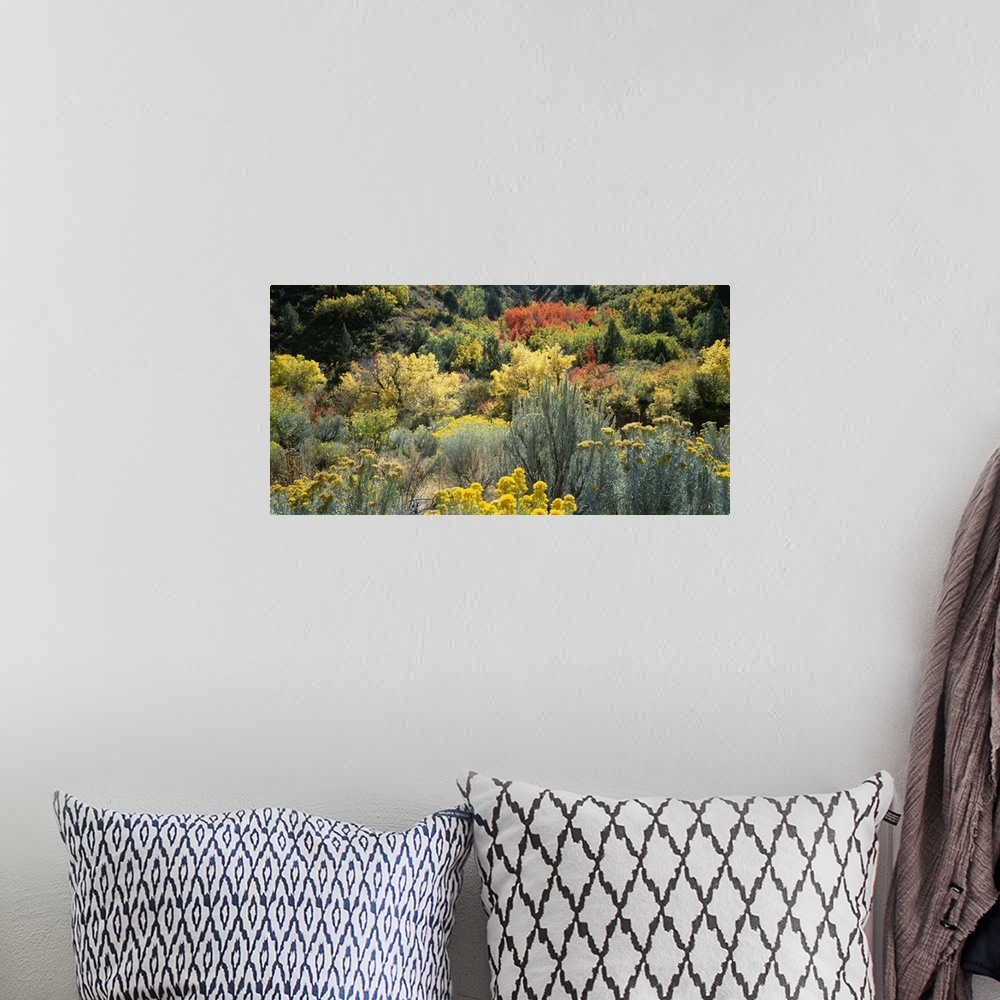 A bohemian room featuring High angle view of flowers, Utah County, Utah