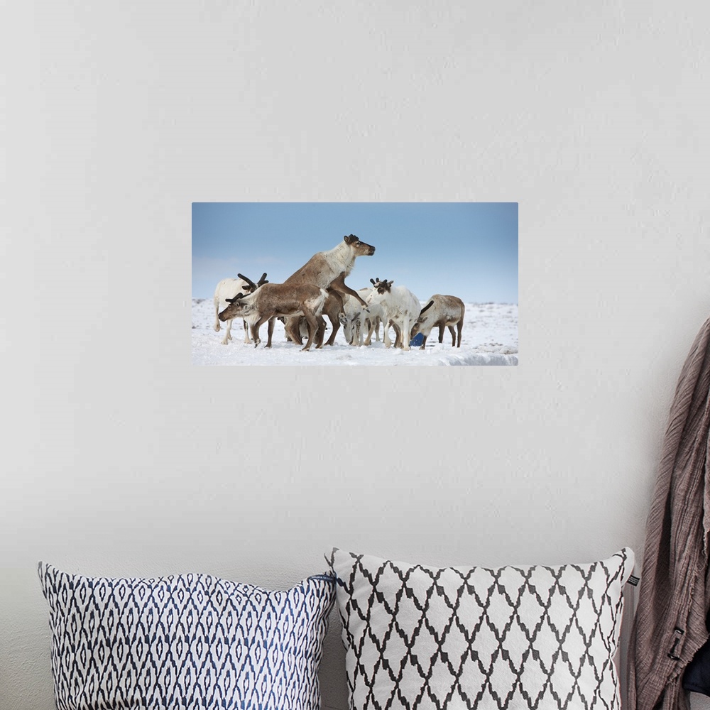 A bohemian room featuring Reindeers Rangifer tarandus in a snow covered field Chukotka Siberia Russia