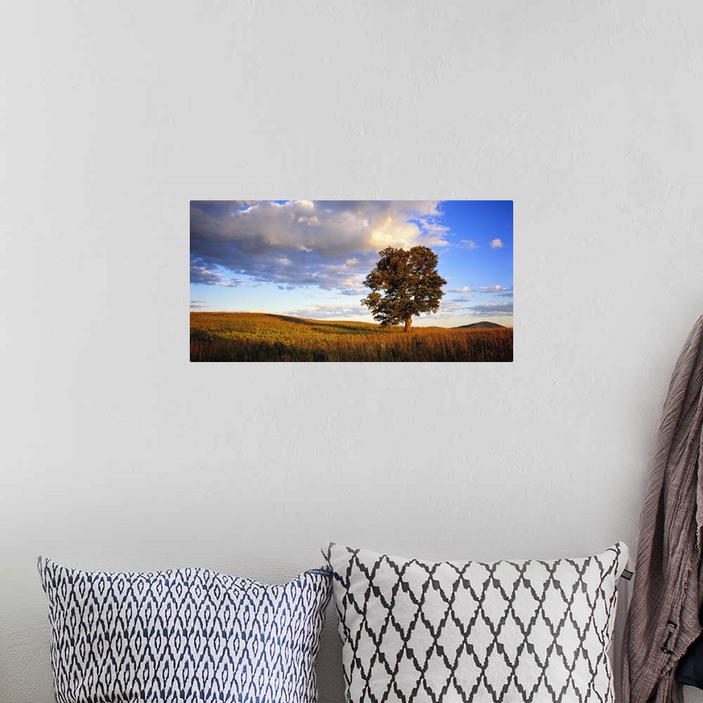A bohemian room featuring Horizontal photograph on a large wall hanging of a large, lone sugar maple basking in the sunligh...