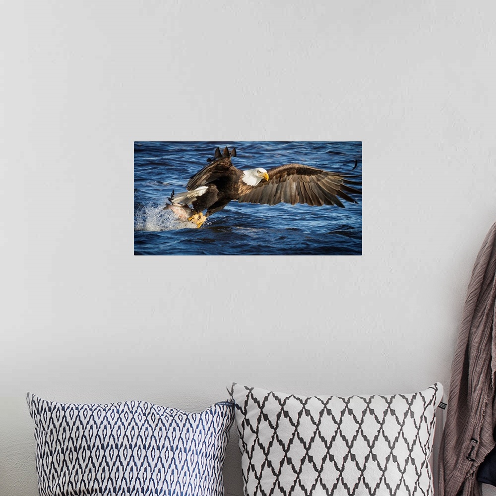 A bohemian room featuring A Bald Eagle flies down to the water to catch fish.
