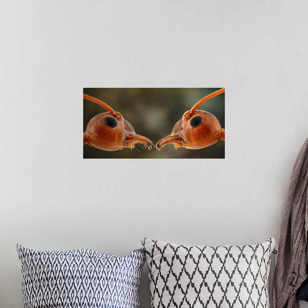 A bohemian room featuring Macro image of two ants face to face.