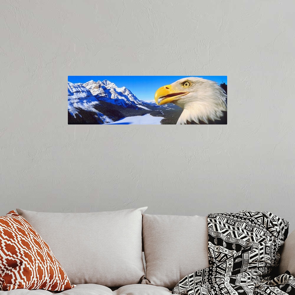 A bohemian room featuring Bald Eagle & Peyto Lake Alberta Canada