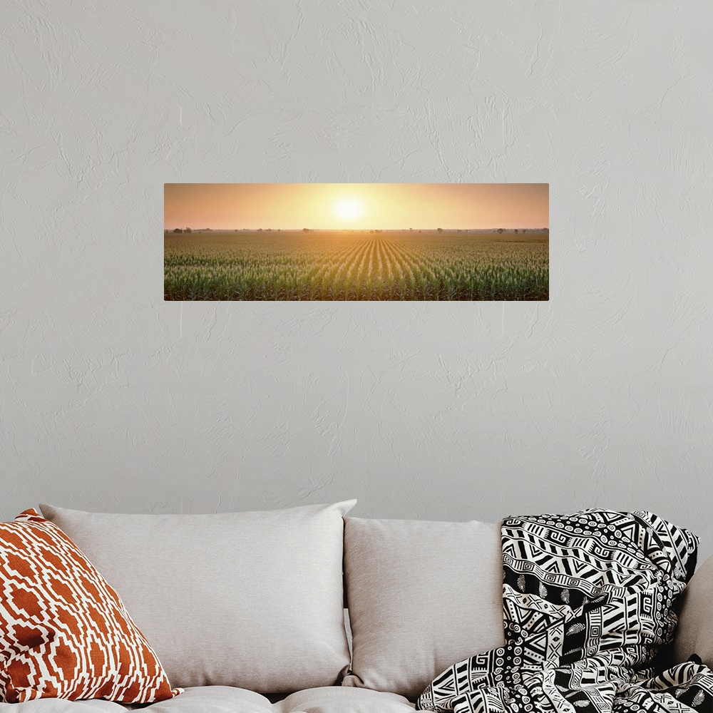 A bohemian room featuring A panoramic photograph of farmland filled with corn growing in straight rows.