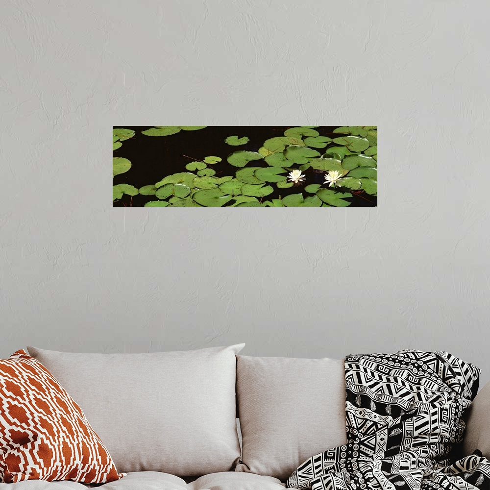 A bohemian room featuring High angle view of Water Lilies, Suwannee Recreation Area, Okefenokee National Wildlife Refuge, G...