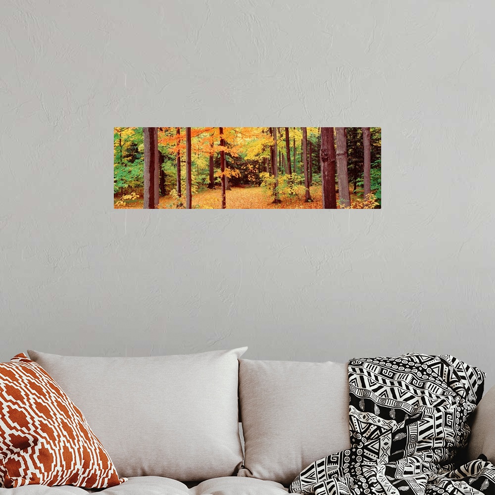 A bohemian room featuring New York, Trees in the Chestnut Ridge Park