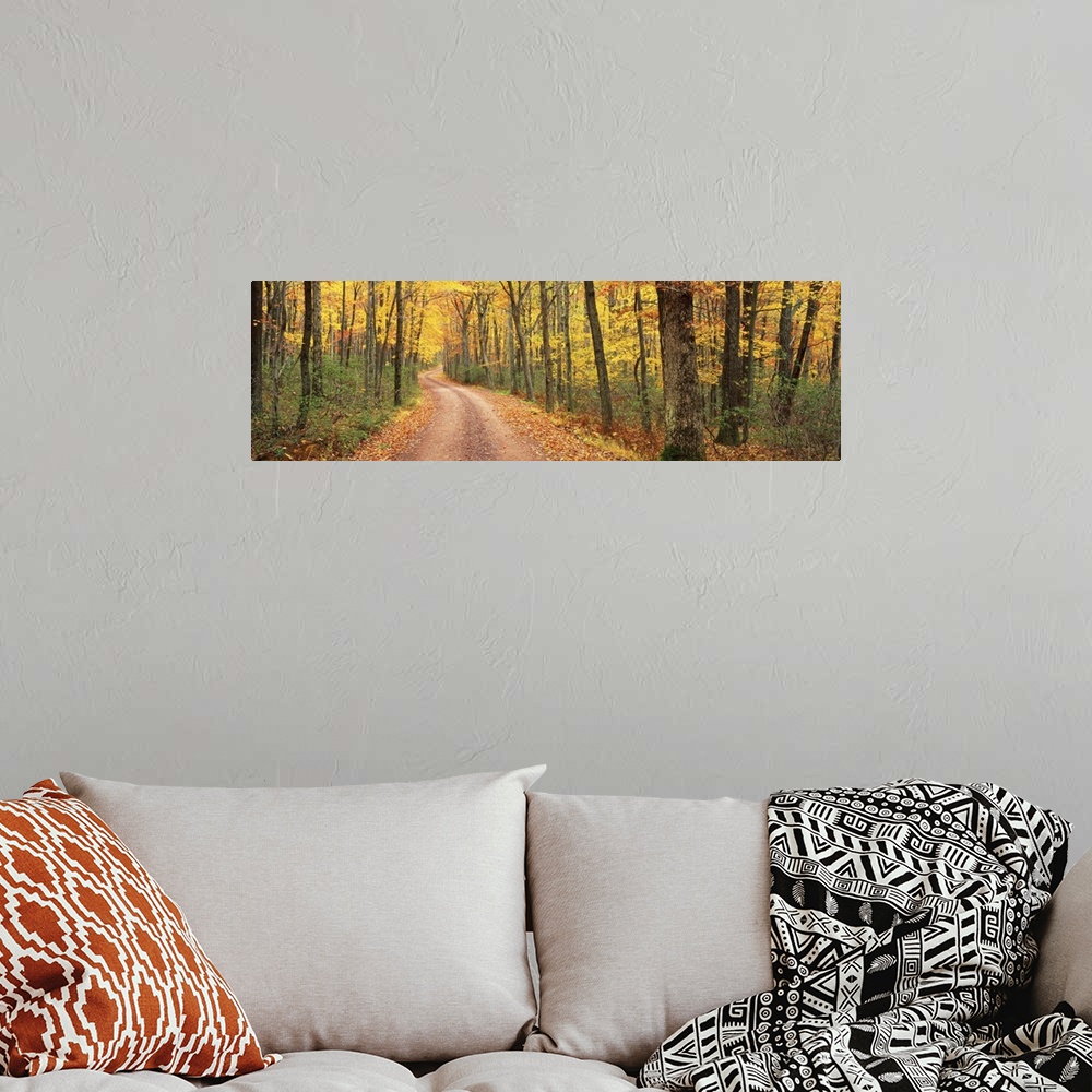 A bohemian room featuring This is a dirt road through an autumn forest on the east coast in this panoramic photograph.