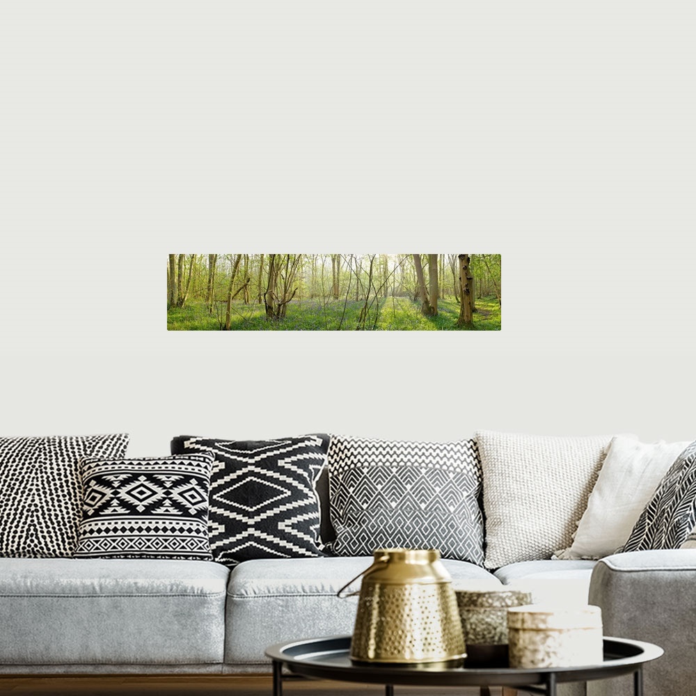 A bohemian room featuring Trees in a forest, Gransden And Waresley Woods, Cambridgeshire, England