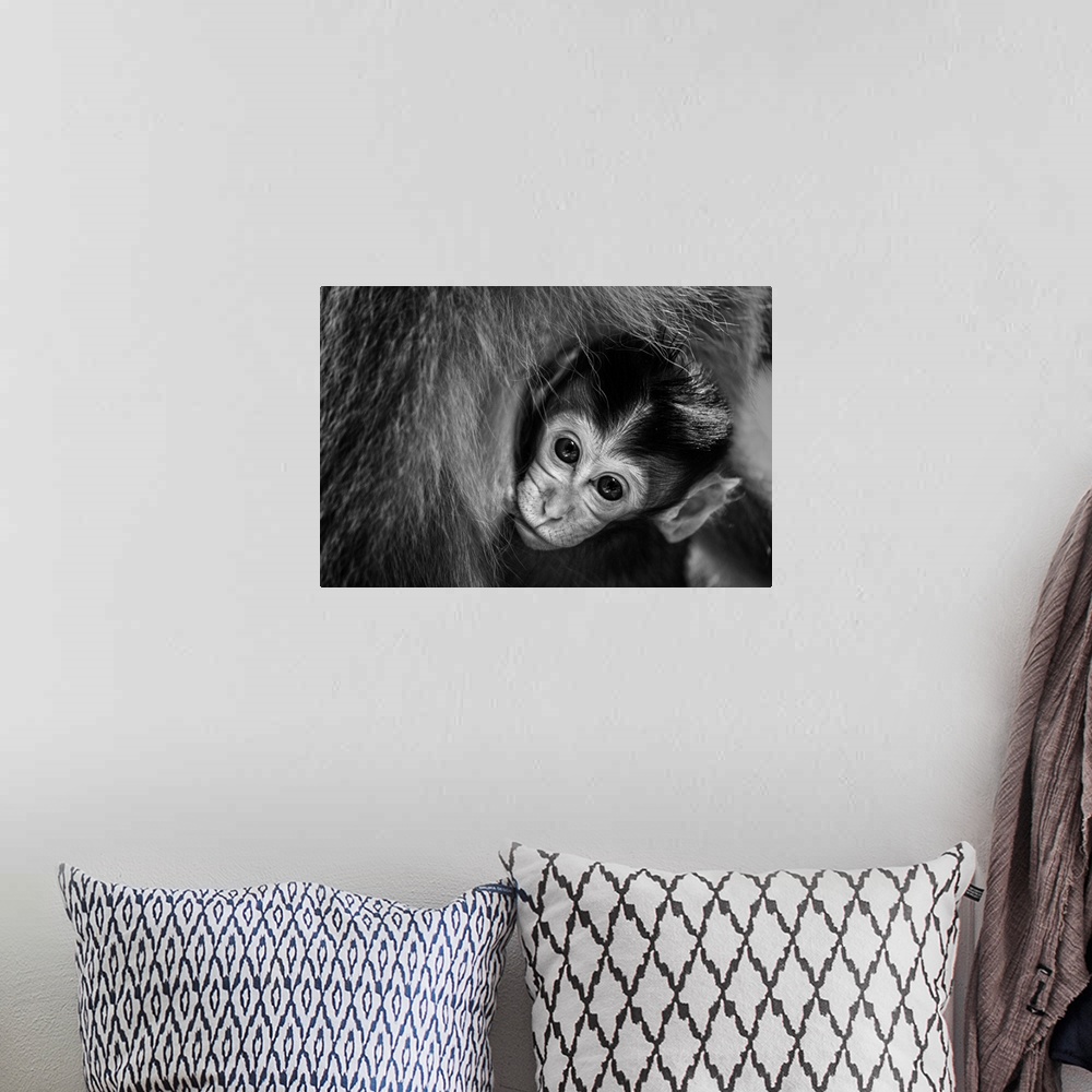 A bohemian room featuring A black and white photograph of a baby monkey swaddled in the arms of its mother.