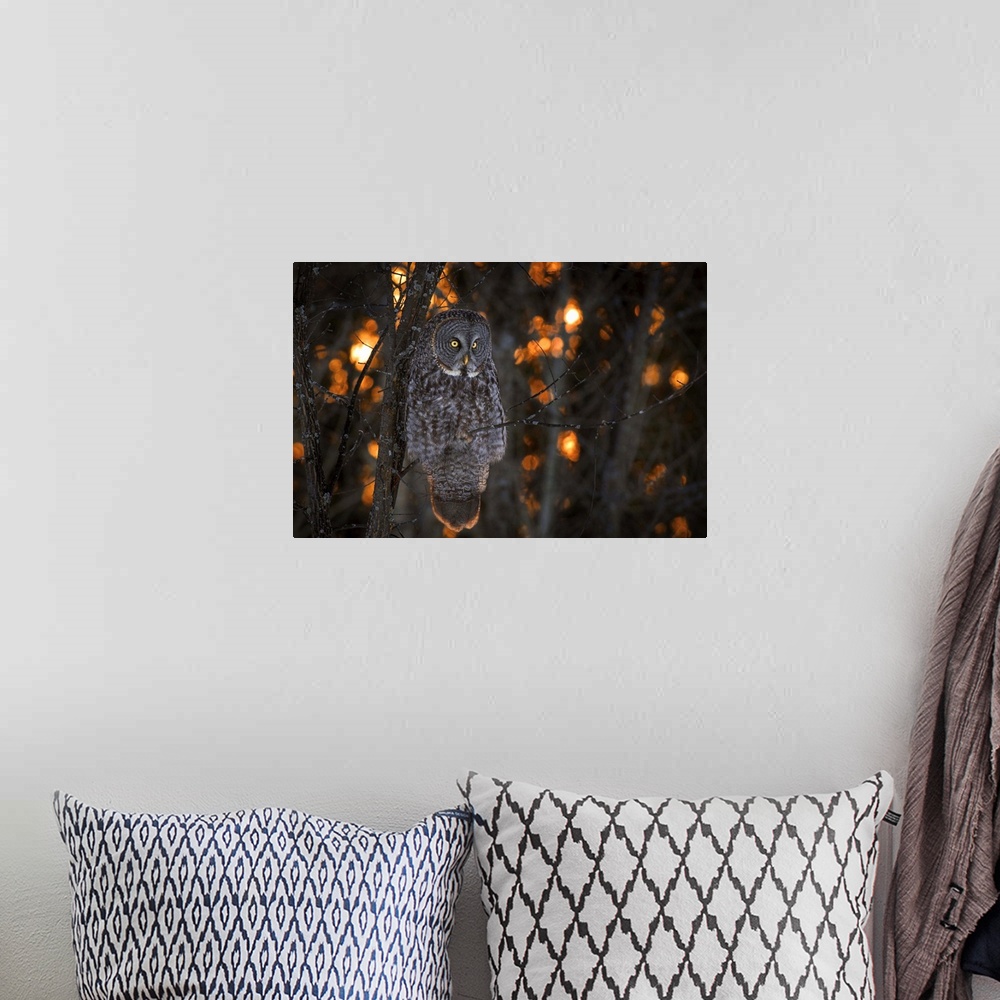 A bohemian room featuring A Great Gray Owl with bright yellow eyes sits on a branch at sunset.