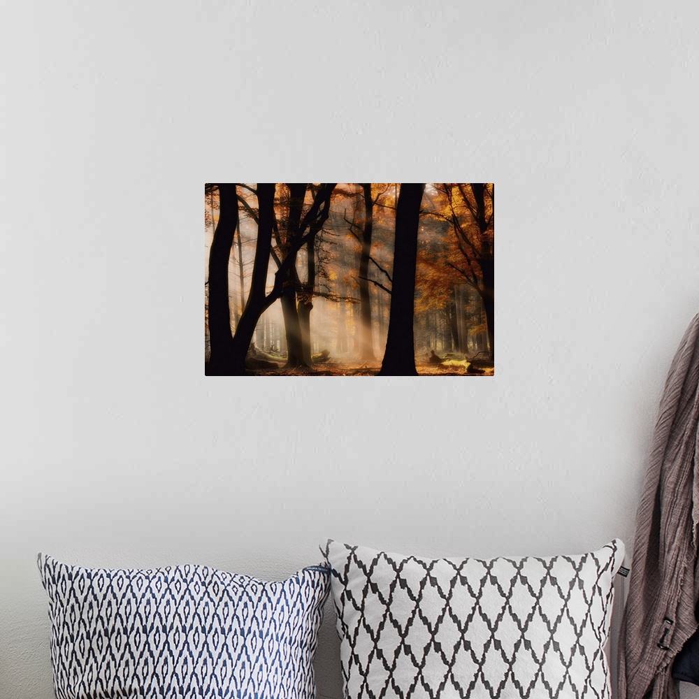 A bohemian room featuring A misty forest in autumn with afternoon sunlight shining through.
