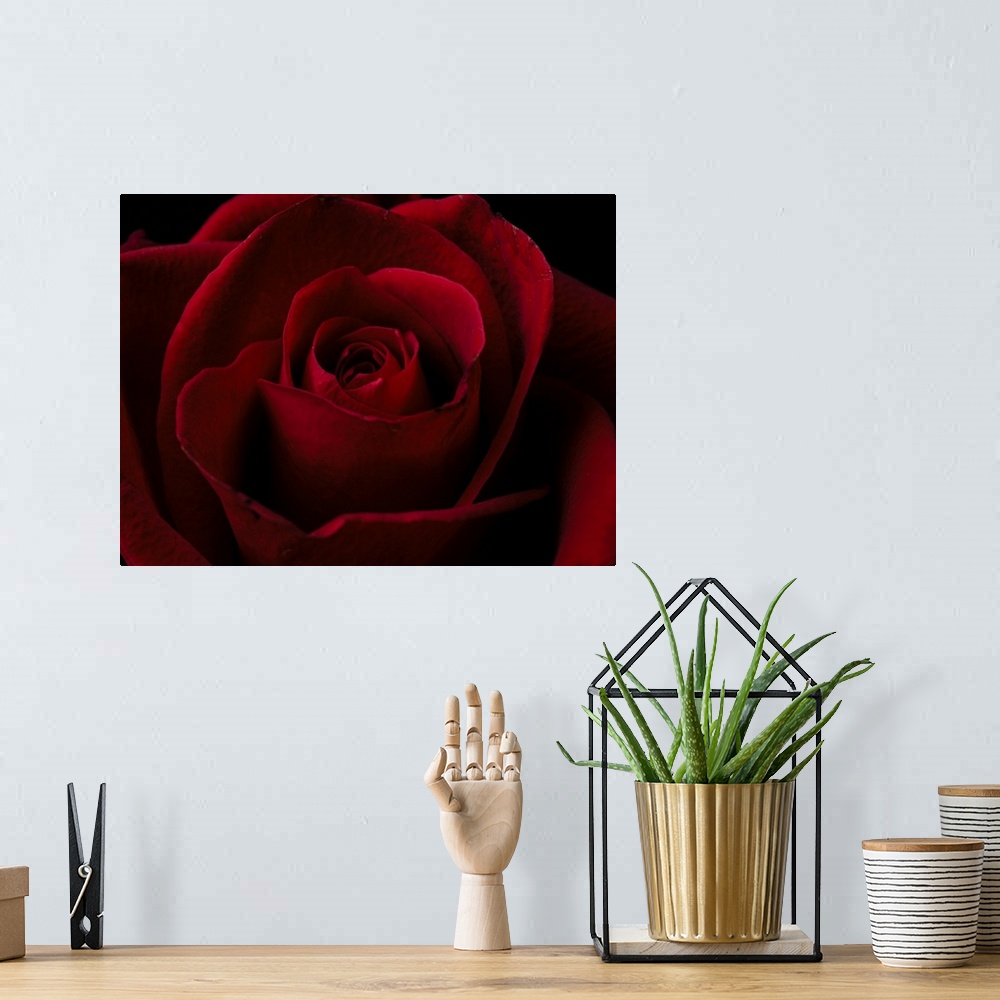 A bohemian room featuring macro shot of a beautiful red rose