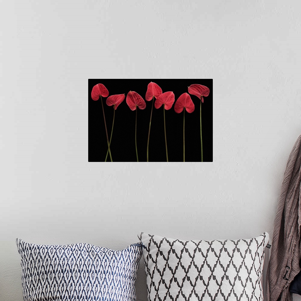 A bohemian room featuring Still life photograph of single stemmed flowers with a heart shaped petal on a black background.