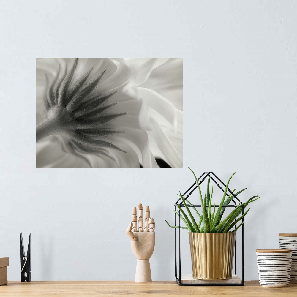 A bohemian room featuring Close up black and white image of the sepal underneath flower petals.