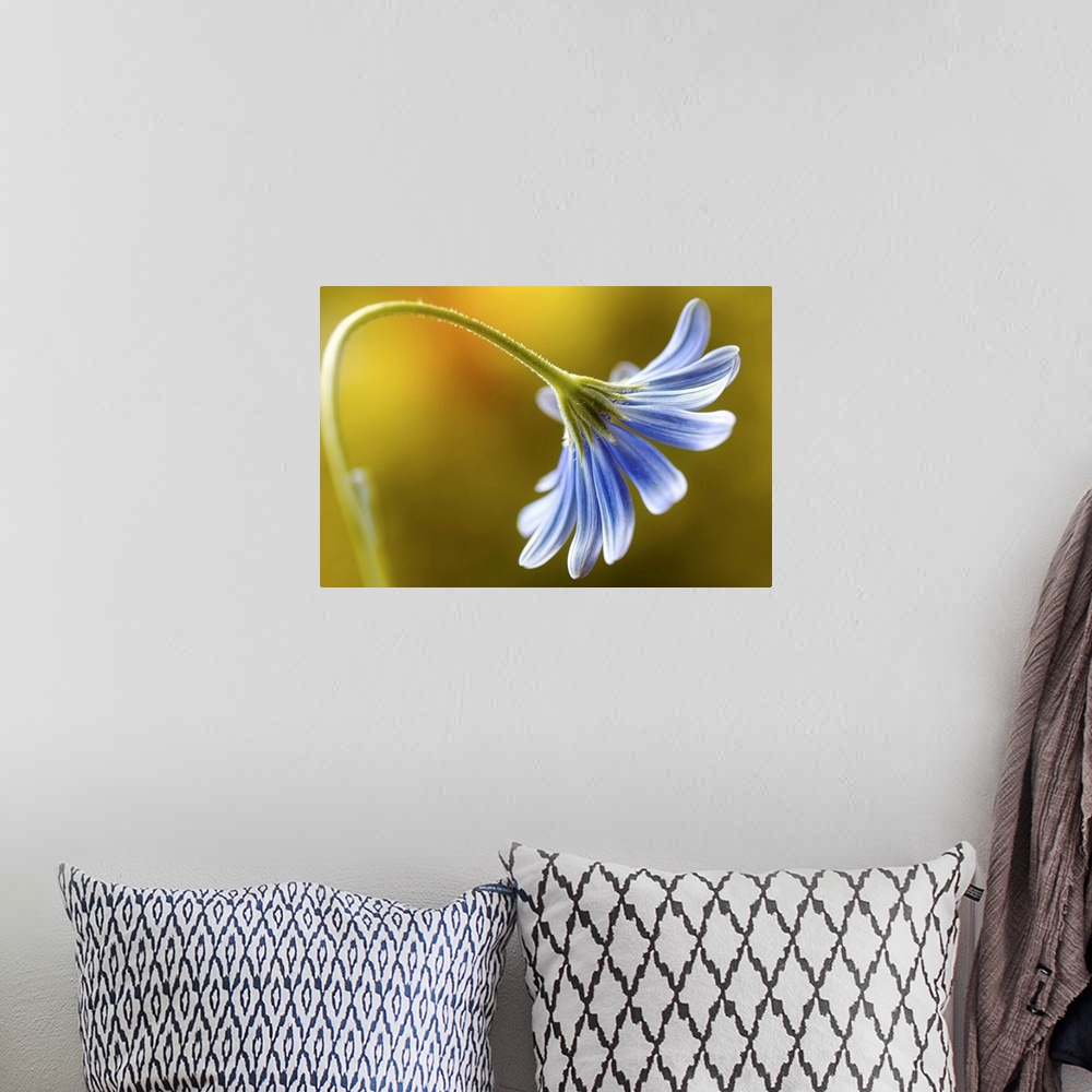 A bohemian room featuring A blue daisy flower curling downwards.