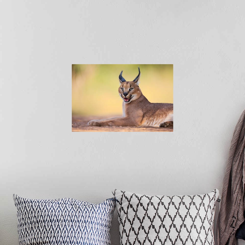 A bohemian room featuring Portrait of a caracal lying down on the ground.