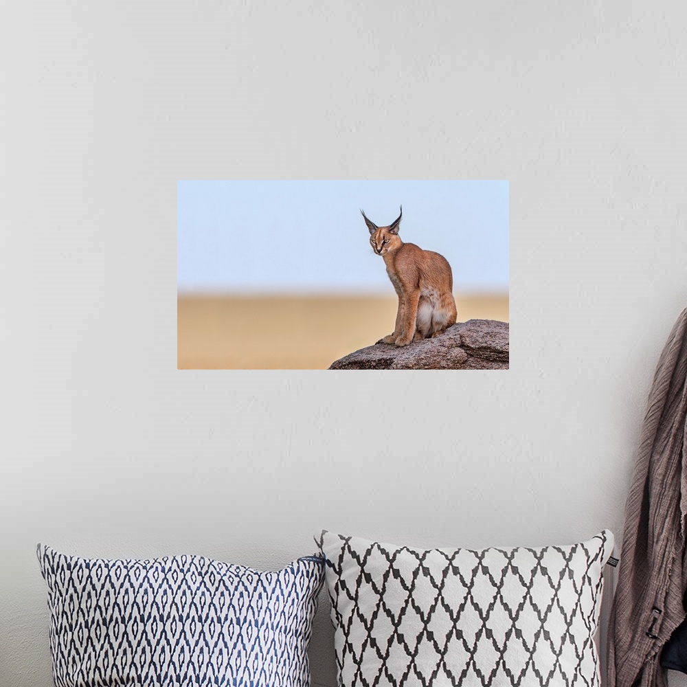 A bohemian room featuring Photograph of a caracal sitting on a rock with a shallow depth of field.