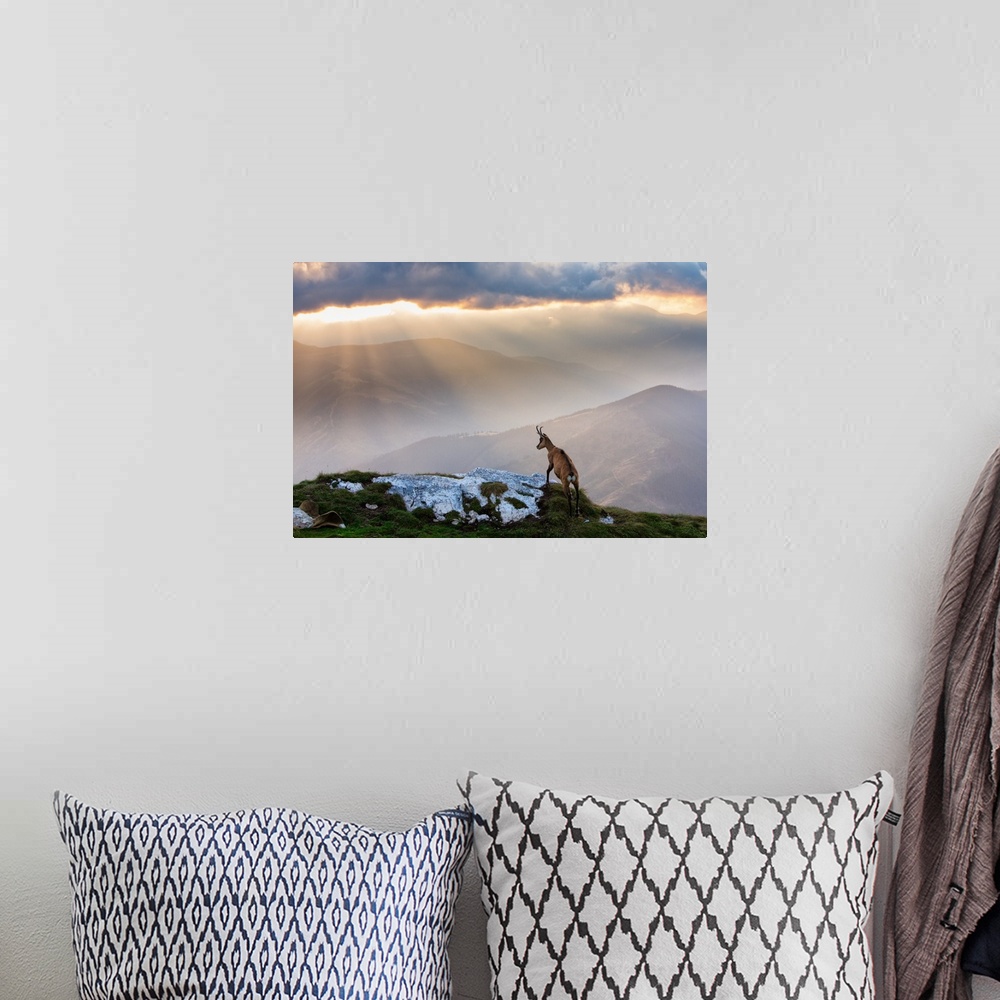 A bohemian room featuring An ibex standing on a hilltop overlooking a mountain valley being rained on by sunlight.